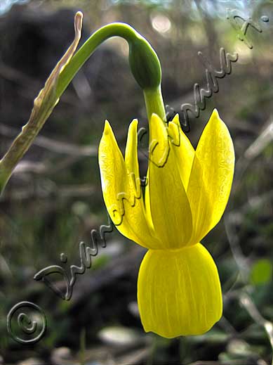 Narcissus triandrus var. pallidulus
