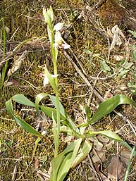 Ophrys apifera planta