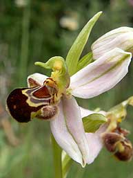 Ophrys apifera detalle flor