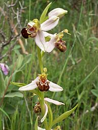 Ophrys apifera flores