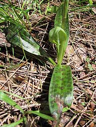 Orchis langei hojas