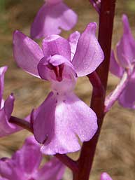 Orchis langei detalle flor