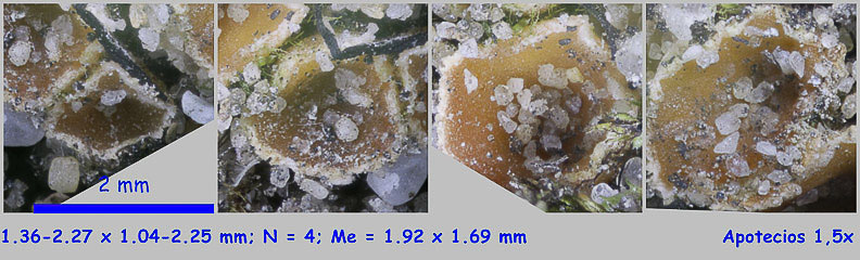Microscopía de Pustularia patavina