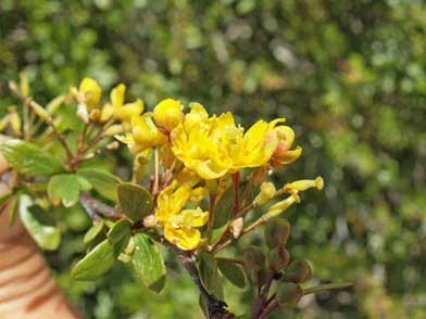 Berberis vulgaris subsp. australis