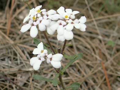 Iberis carnosa ssp. granatensis