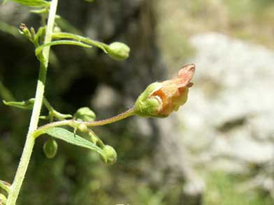 Scrophularia scorodonia