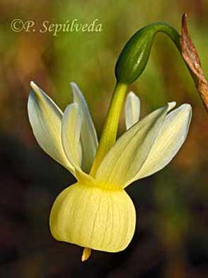 Narcissus triandrus var. pallidulus