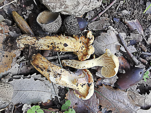 Cantharellus cinereus