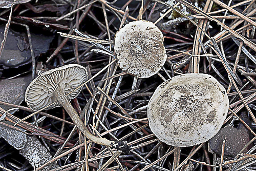 Clitopilus griseonigrellus