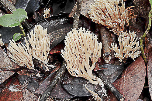 Phaeohelotium umbilicatum