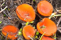 Scutellinia patagonica