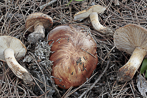 Tricholoma caligatum