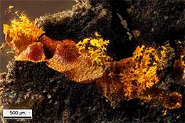 Willkommlangea reticulata