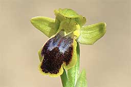 Ophrys bilunulata