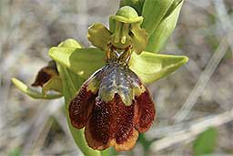 Ophrys x chobautii