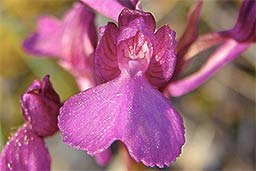 Orchis x gennarii [nm.] subpapilionacea