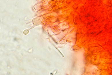 Basidio con espora de Gerronema ericetorum
