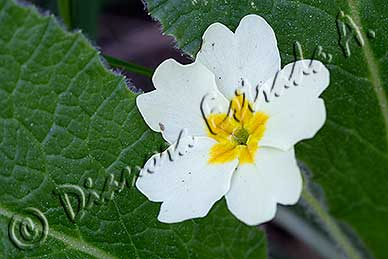 Primula vulgaris