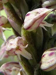 Orchis intacta detalle flor