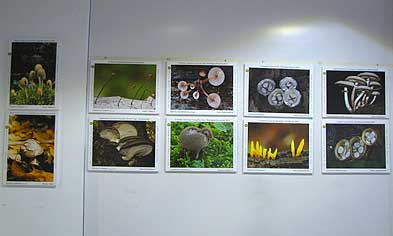 Exposición de fotos