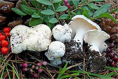 Hydnum albidum