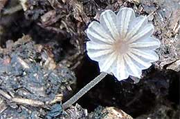 Coprinopsis tuberosa